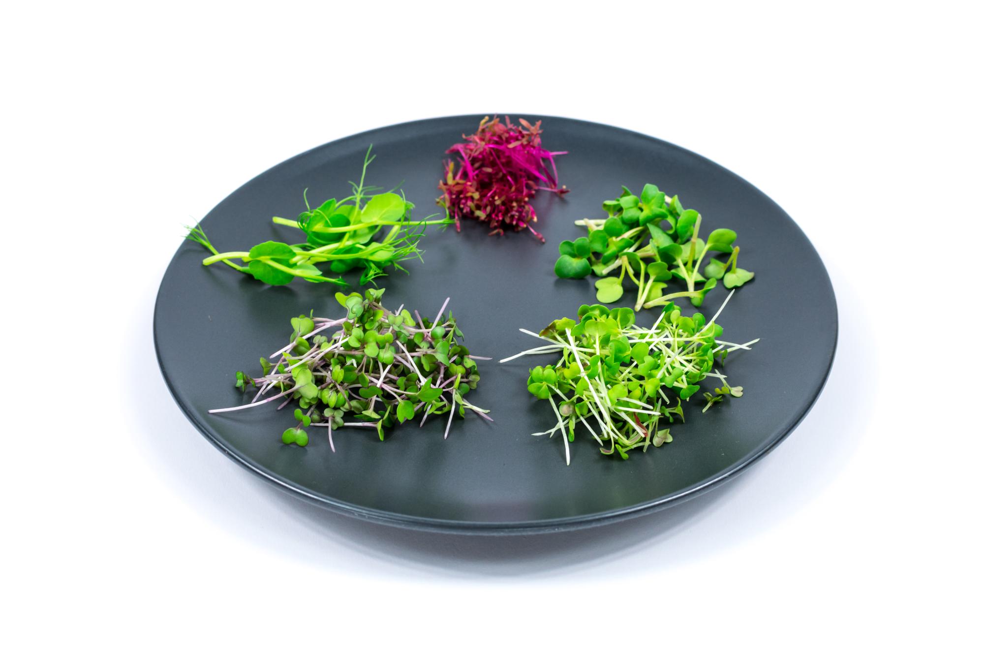 Plated seasonal starter with microgreens